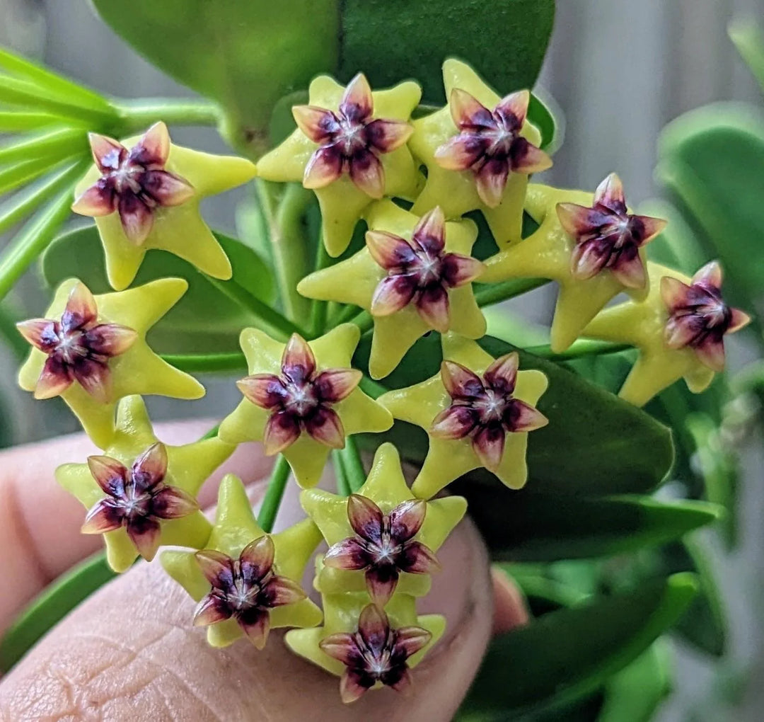 Yellow Pink Hoya Flower Seeds for Planting 100 pcs