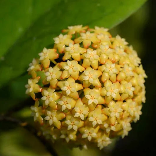 Mørkegule Hoya Carnosa blomsterfrø til plantning 100 stk