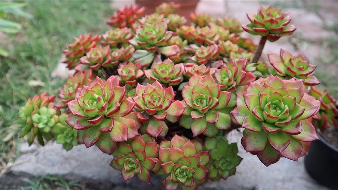 Green Red Succulent Flower Seeds 100 pcs