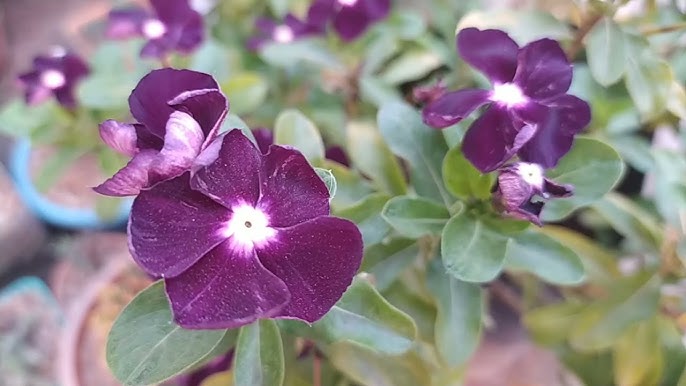 Periwinkle Vinca Mørk lilla blomsterfrø til plantning 100 stk