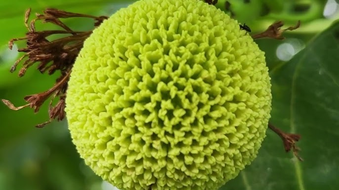 Green Anthocephalus Kadamba Plant Seeds for Planting - 100 pcs