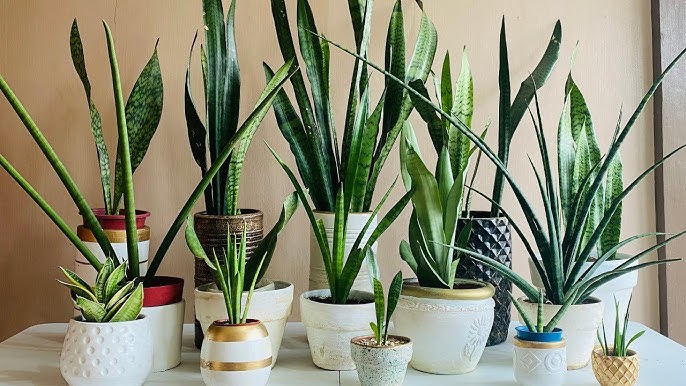 Sansevieria Plantefrø til udplantning - Blandet 100 stk