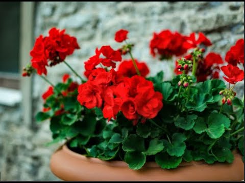 Red Climbing Geranium Flower Seeds for Planting 100 pcs