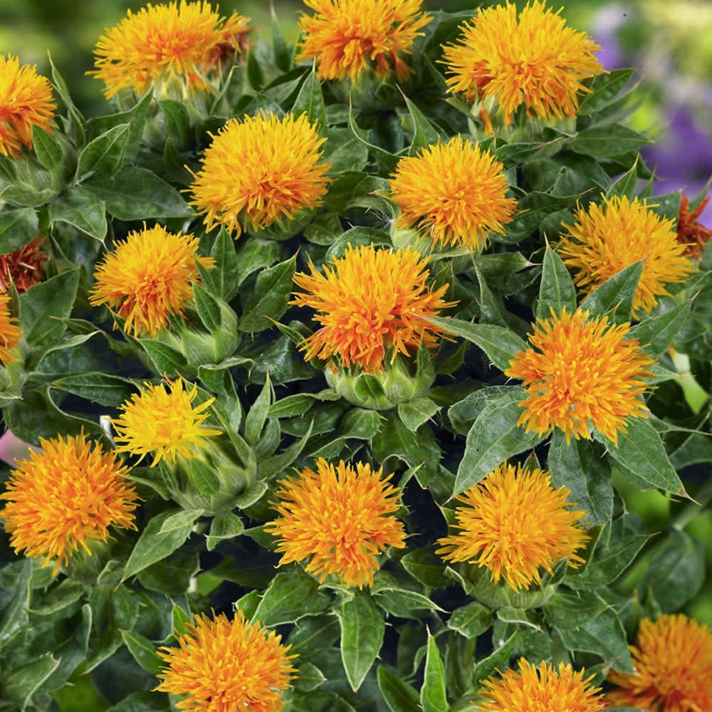 heirloom non flower seeds