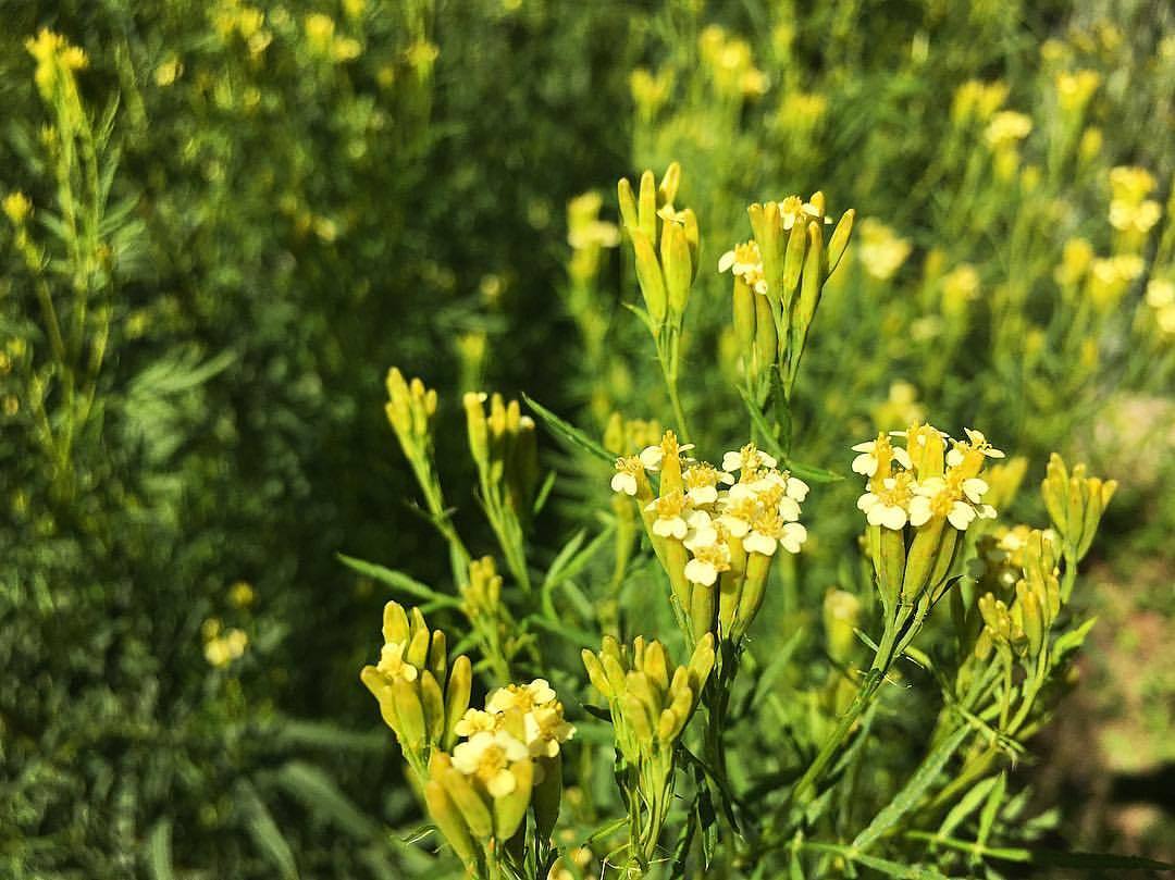 Huacatay blomsterfrø til plantning - 100 stk