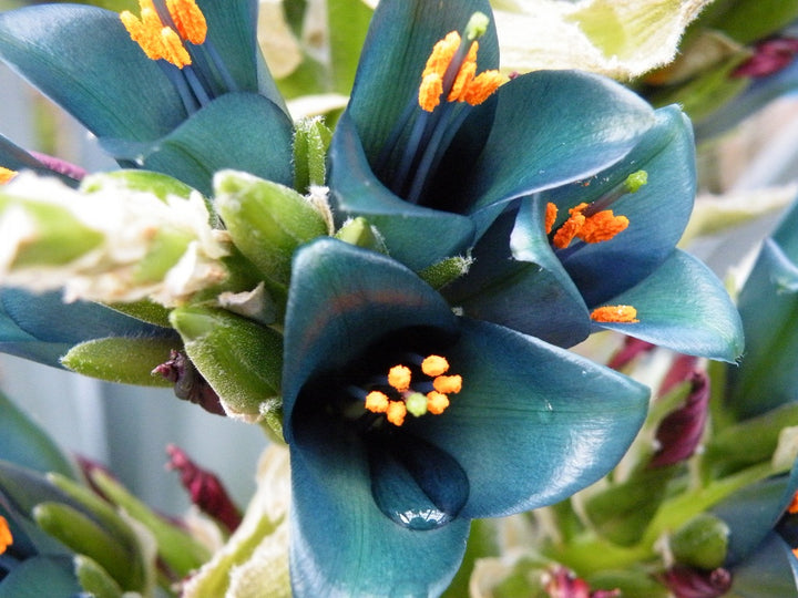 Heirloom Non-GMO Blue Sapphire Tower Flower Seeds for Garden Planting – Vibrant Spikes