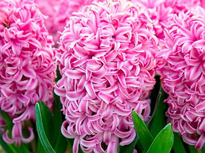 Hyacinth Flower Seeds for Planting, Pink, 100 pcs