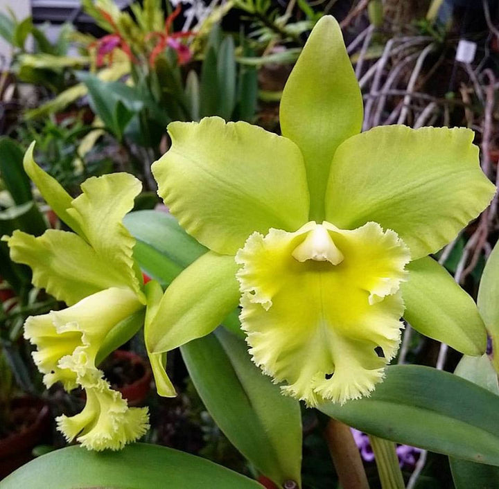 Organic Green Cattleya Flower Seeds for Planting – Heirloom, Non-GMO