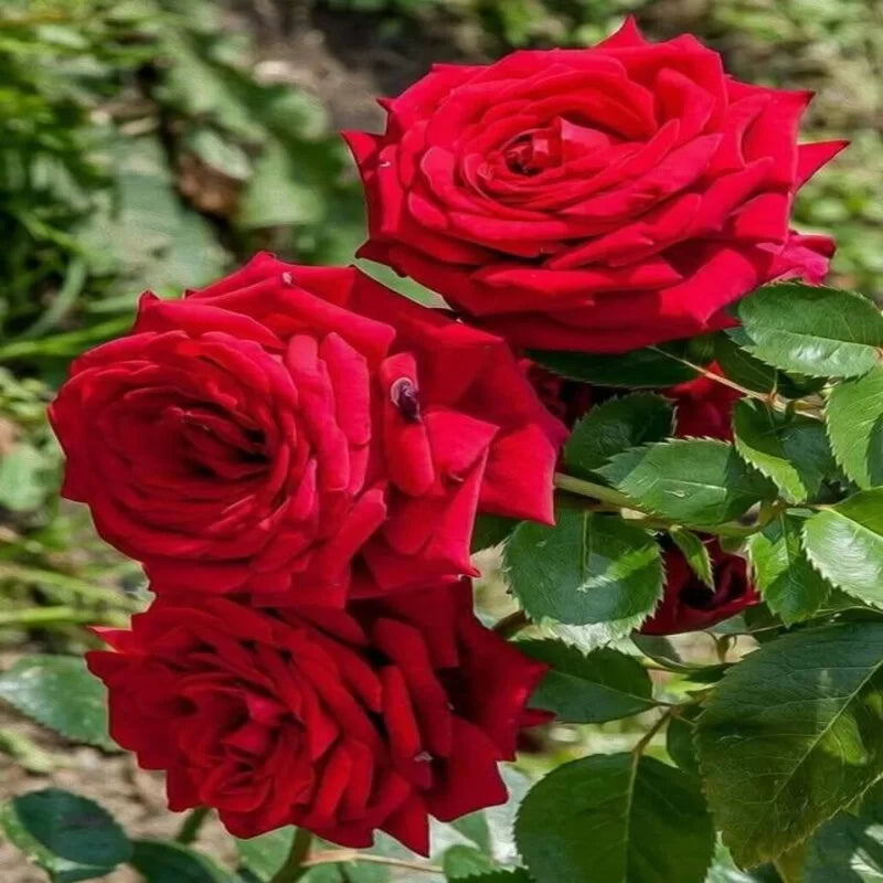 hybrid rose flower seeds