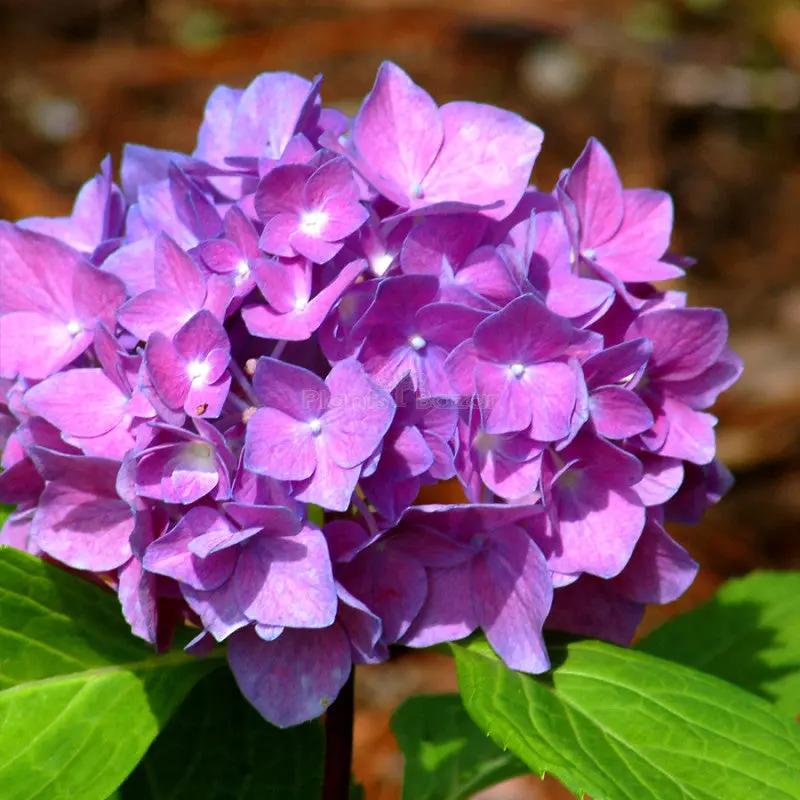 purple hydrangea flower seeds