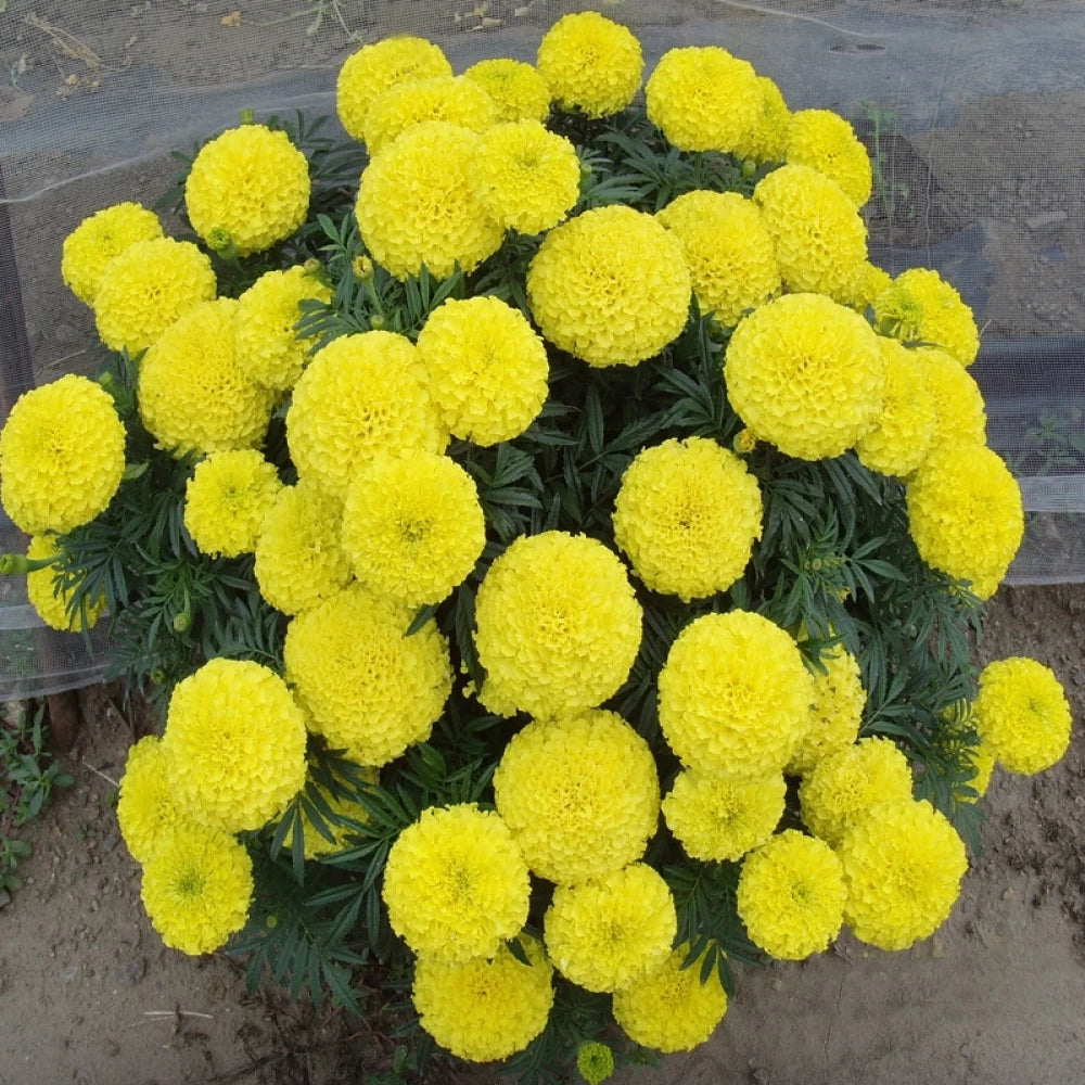big marigold seeds marigold-flower-seeds-for-planting-heirloom-non-gmo-100-pcs – Beautiful Blooms, Flower Seeds – Neeraseeds