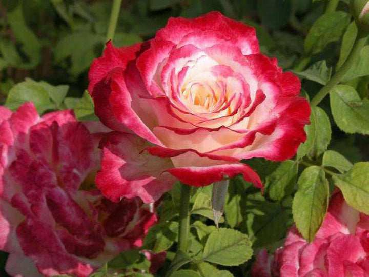 Double Delight Rose Flower Seeds for Planting – Heirloom Non-GMO Seeds for Fragrant Garden Blooms