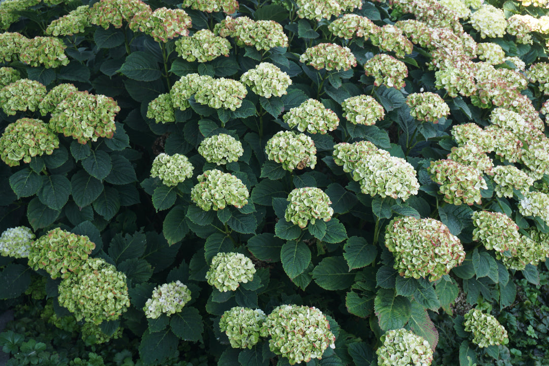 Hydrangea macrophylla Grønne Sky Blomsterfrø til udplantning - 100 stk