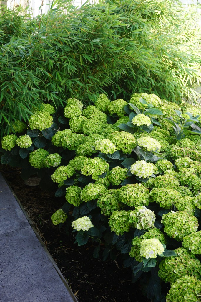 Hydrangea macrophylla Grønne Sky Blomsterfrø til udplantning - 100 stk