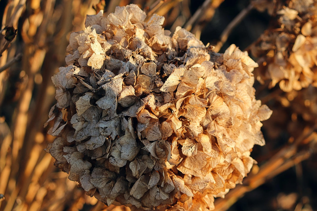 Hydrangea Flower Seeds Brown for Planting, 100 pcs