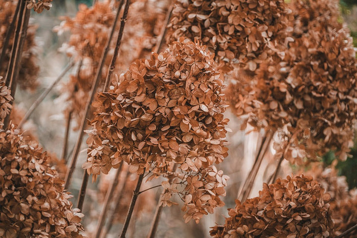 Hydrangea Flower Seeds Brown for Planting, 100 pcs