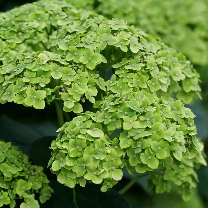 Heirloom Thick Green Hydrangea Flower Seeds, Non-GMO Vibrant Blooms for Planting