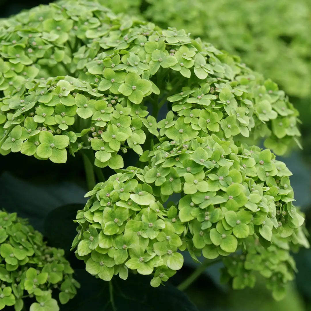 green heirloom flower seeds