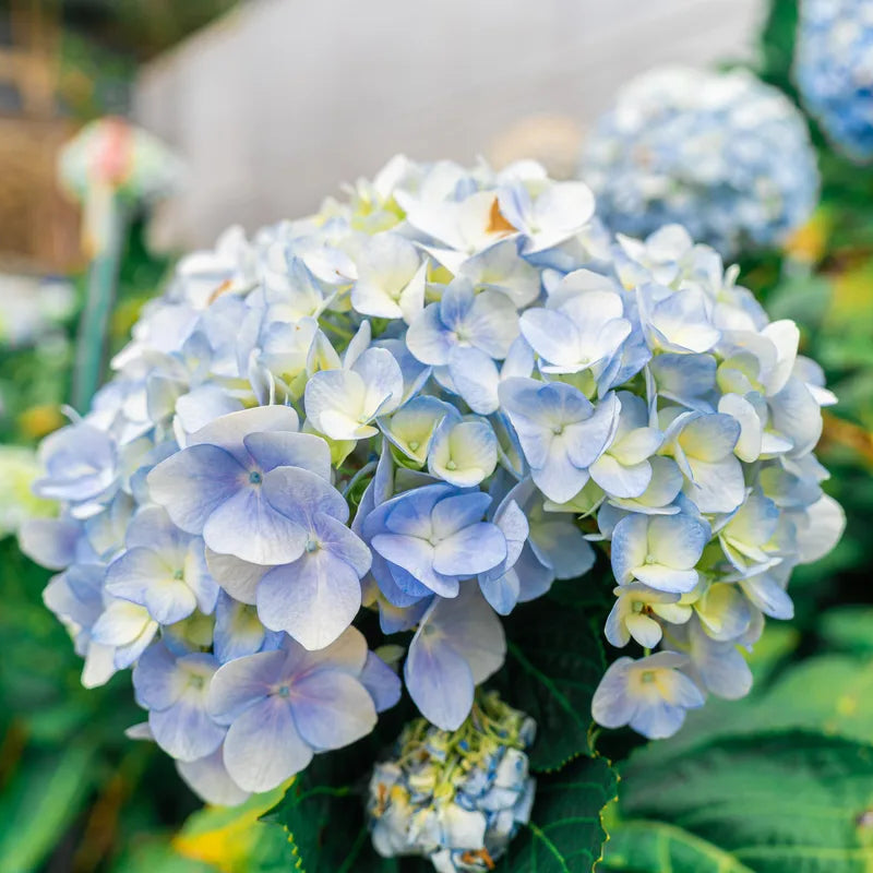 hydrangea flower seeds Heirloom Blue White Hydrangea Flower Seeds – Non-GMO High Germination Bicolor Seeds for Planting Garden Blooms