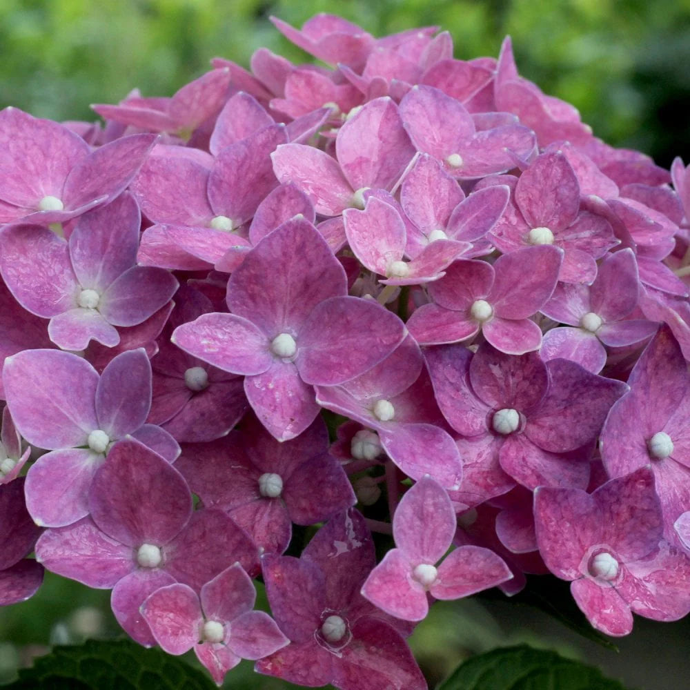 Hydrangea Flower Seeds Purple for Planting, 100 pcs