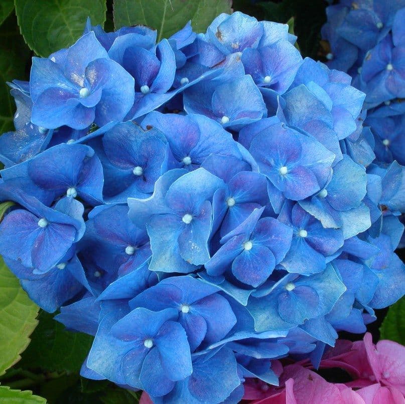 Heirloom Deep Blue Hydrangea Flower Seeds – Non-GMO High Germination Seeds for Planting Stunning Garden Blooms