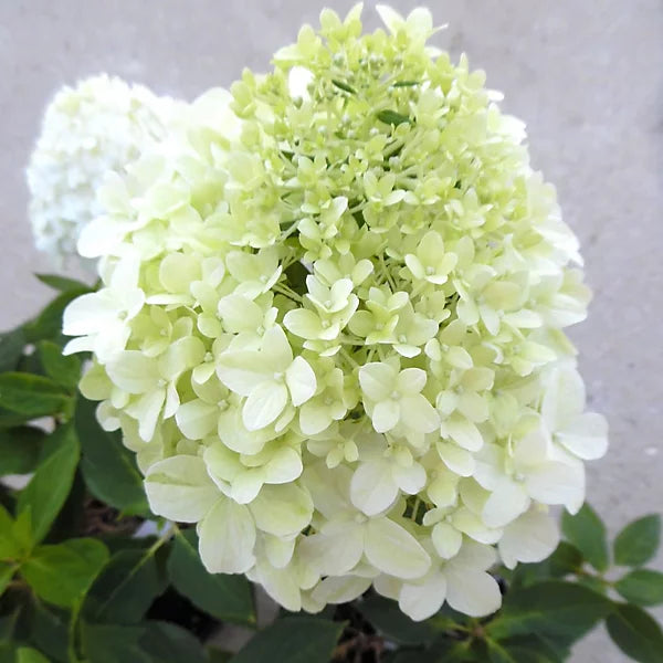 white hydrangea flower seeds