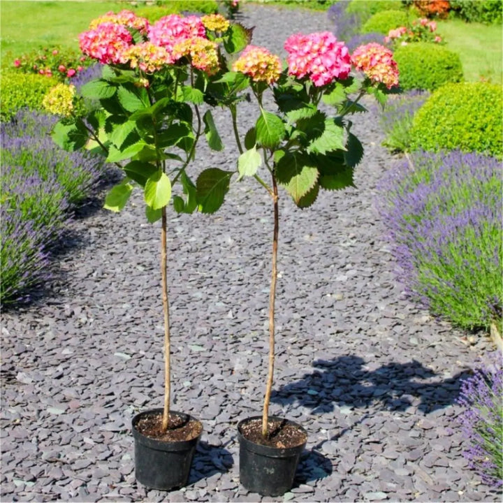 Yellow Red Hydrangea Flower Seeds for Planting - 100 pcs