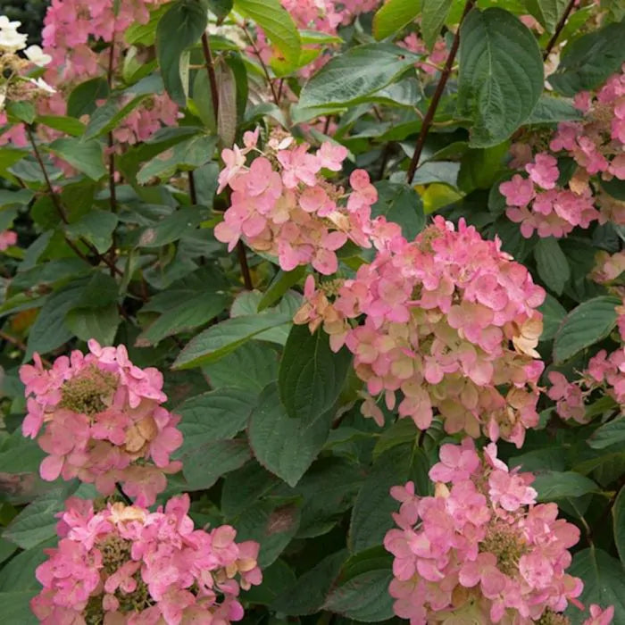 Heirloom Non-GMO Hydrangea Flower Seeds for Planting – Vibrant Garden Bloom Seeds