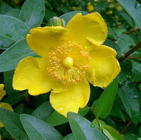 Hypericum Patulum Plant Seeds for Medicinal Herb Gardens 100 pcs