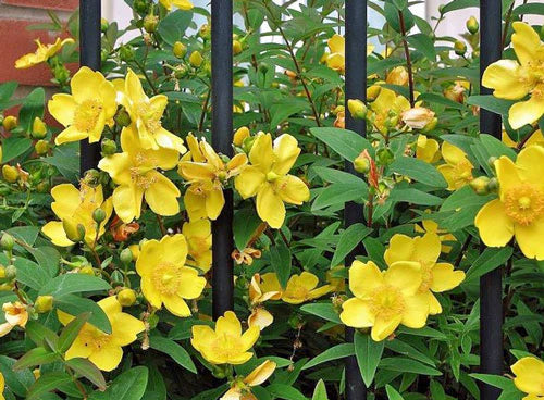 Hypericum Patulum Plant Seeds for Medicinal Herb Gardens 100 pcs