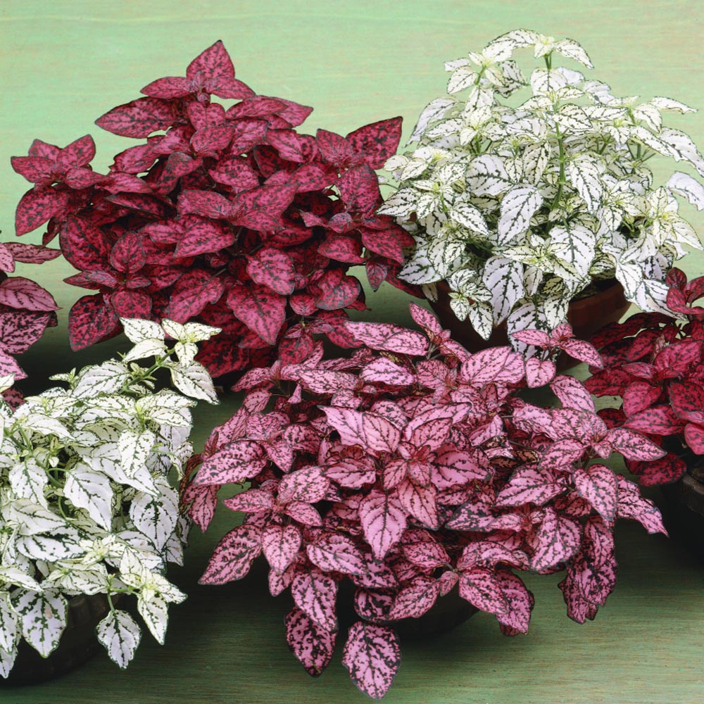 Mix Hypoestes Plant Seeds for Planting, 100 pcs