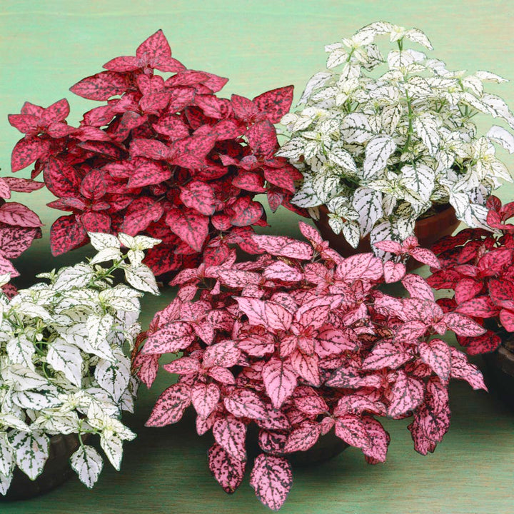 Mix Hypoestes Plant Seeds for Planting, 100 pcs