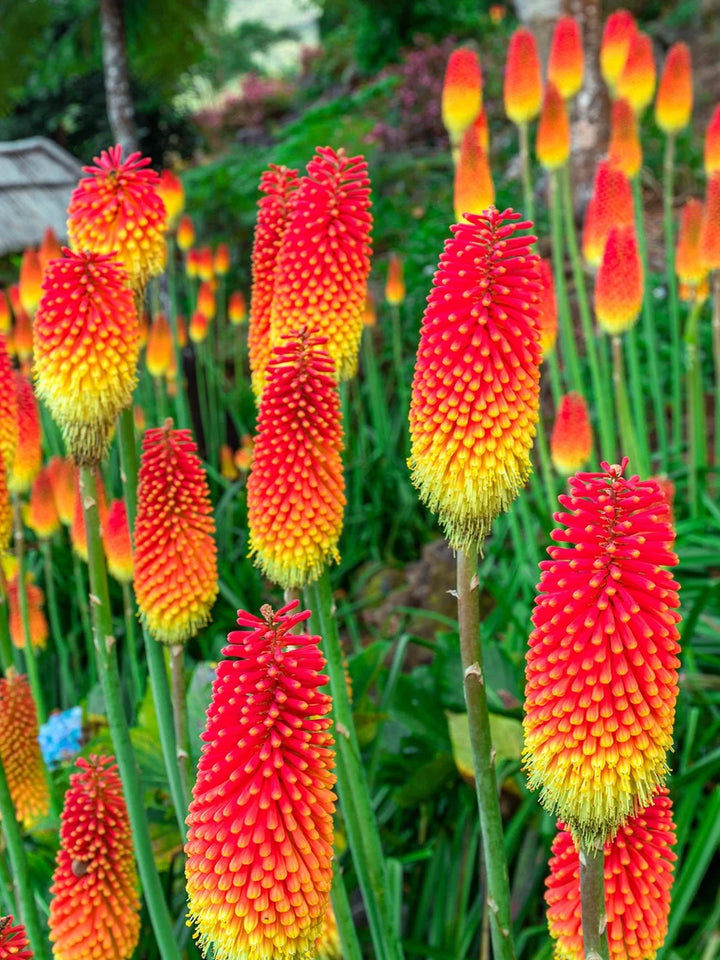 Red Hot Poker Plantefrø til udplantning, friske, 100 stk