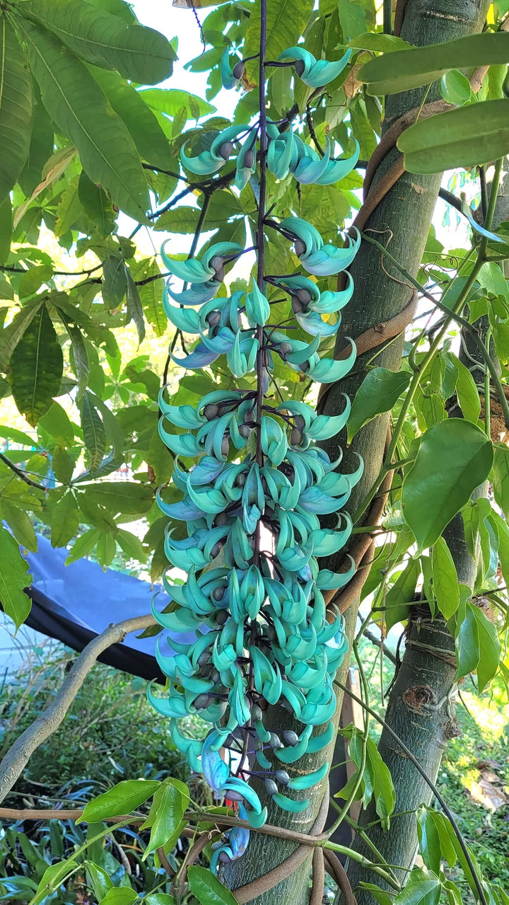 Himmelblå Strongylodon Macrobotrys Blomsterfrø - 100 stk