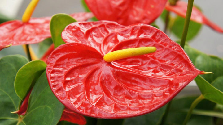 Anthurium Lyserøde Blomsterfrø til Plantning 100 stk