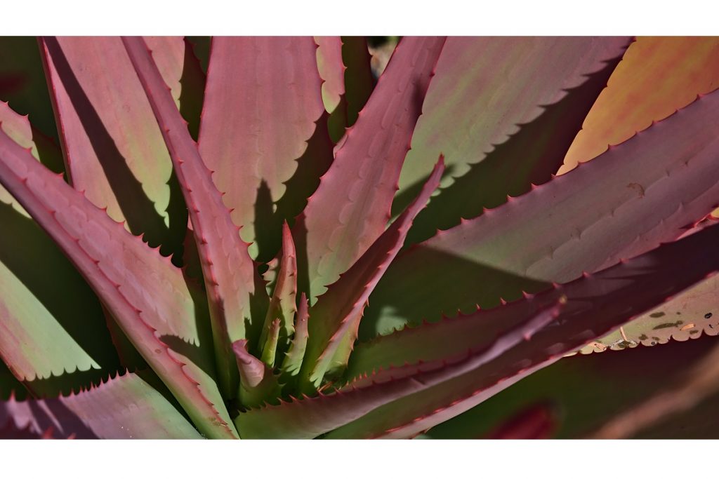 Red Aloe Plant Seeds for Planting 100 pcs – Heirloom, Non-GMO, High Germination Succulent Garden Seeds