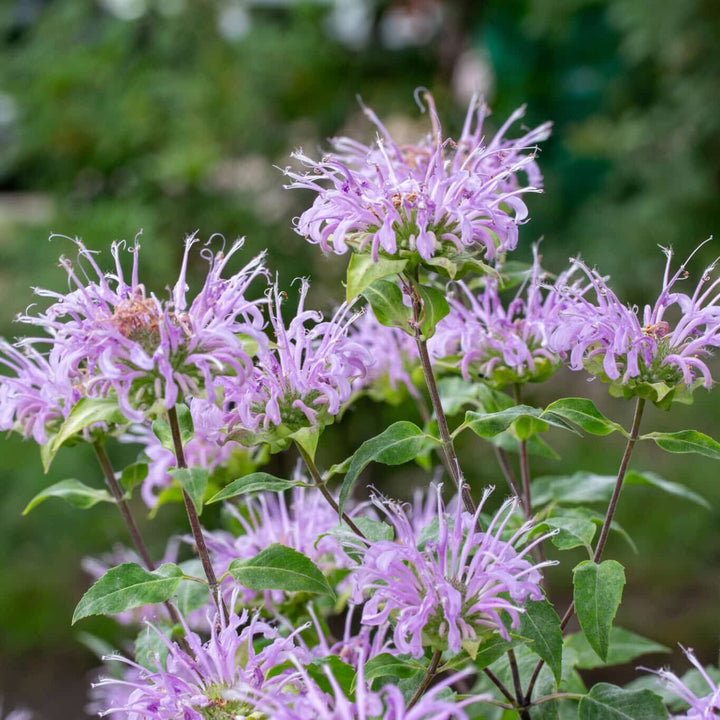 Violet Bergamot Blomsterfrø til udplantning - 100 stk