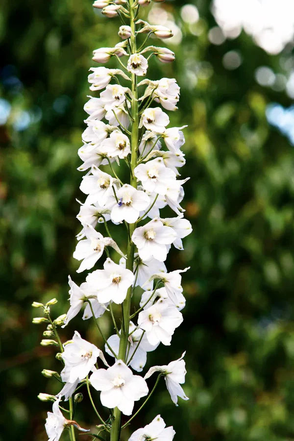 delphinium casa flower seeds