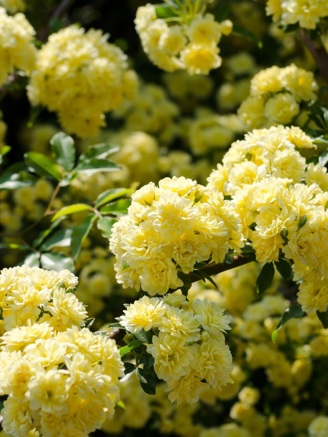 Rosa Banksia Blomsterfrø til udplantning - 100 stk