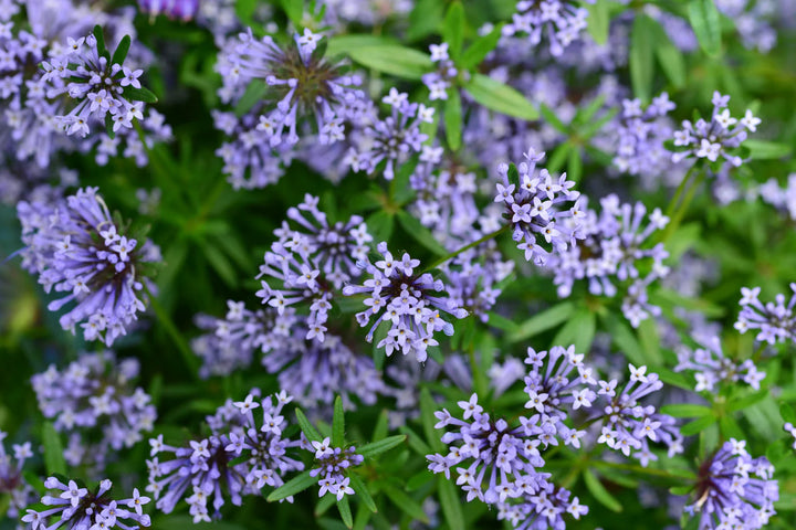 Asperula Blomsterfrø til Plantning ,Heirloom Frø -100 stk