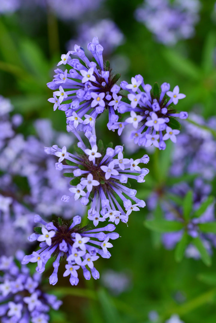 Asperula Blomsterfrø til Plantning ,Heirloom Frø -100 stk