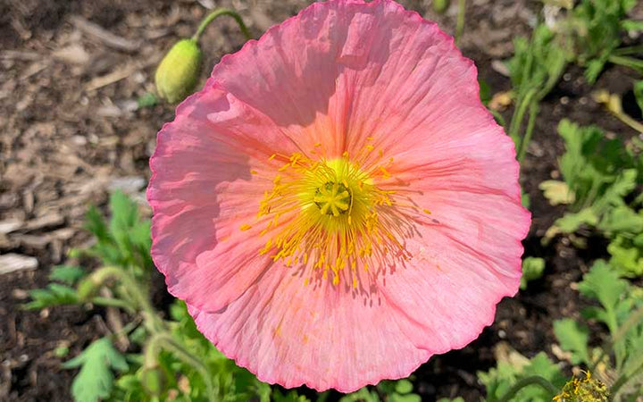 Champagne Bubbles Pink Iceland Poppy Flower Seeds for Planting - Heirloom & Non-GMO garden seeds