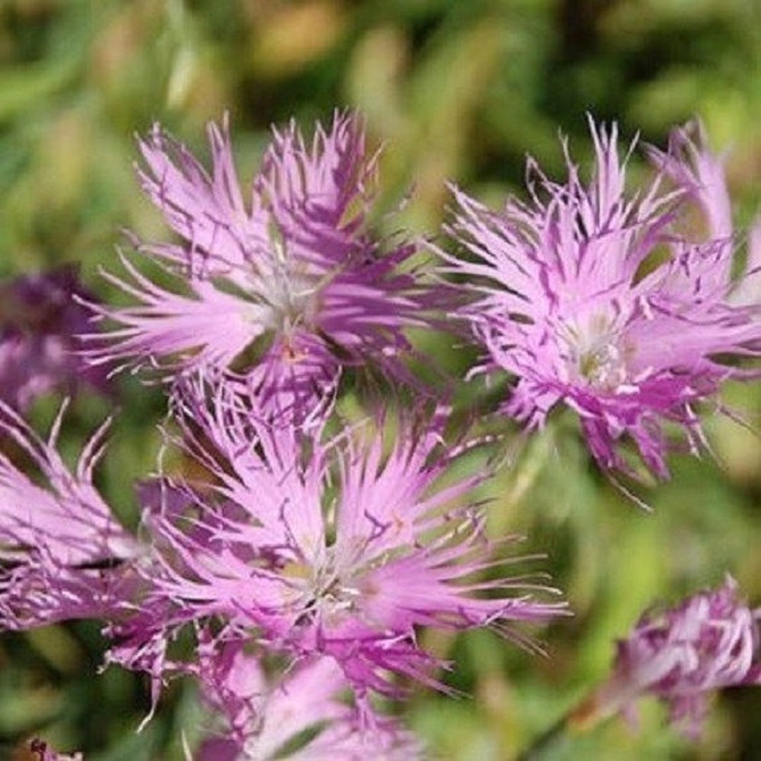 dianthus superbus flower seeds