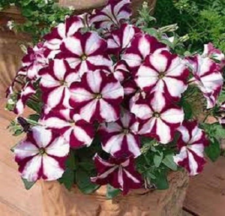 Burgundy White Petunia Flower Seeds for Planting – Heirloom Non-GMO, Easy to Grow Organic Garden Seeds, High Germination