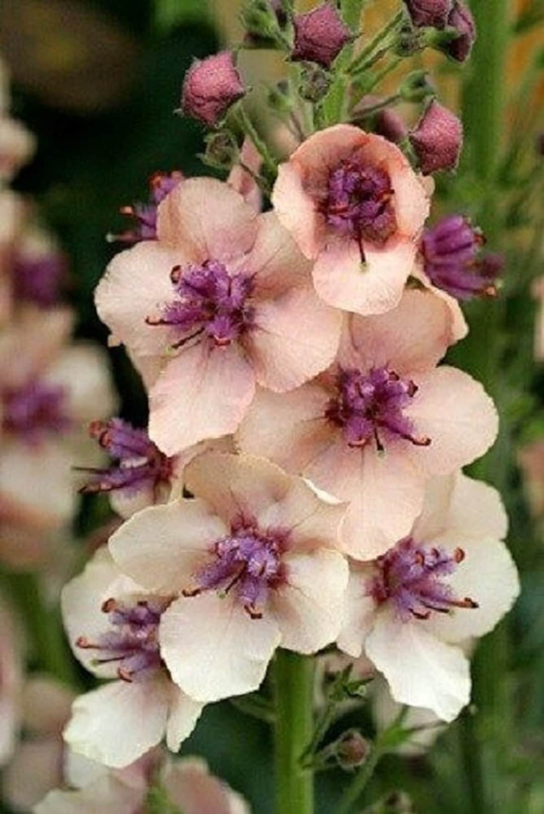 Antique Rose Verbascum Flower Seeds for Planting - 100 pcs