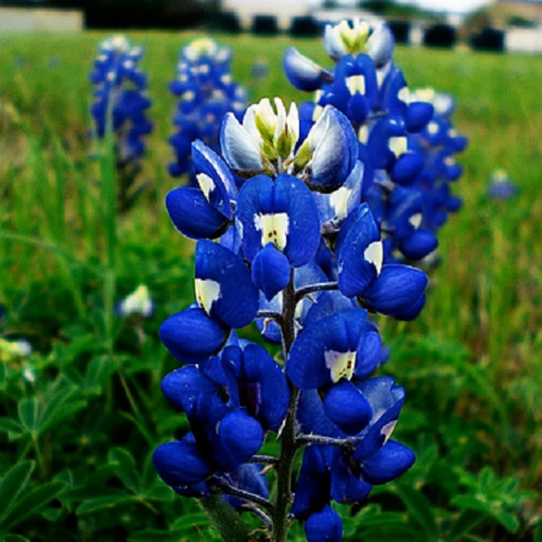 blue bonnet flower seeds