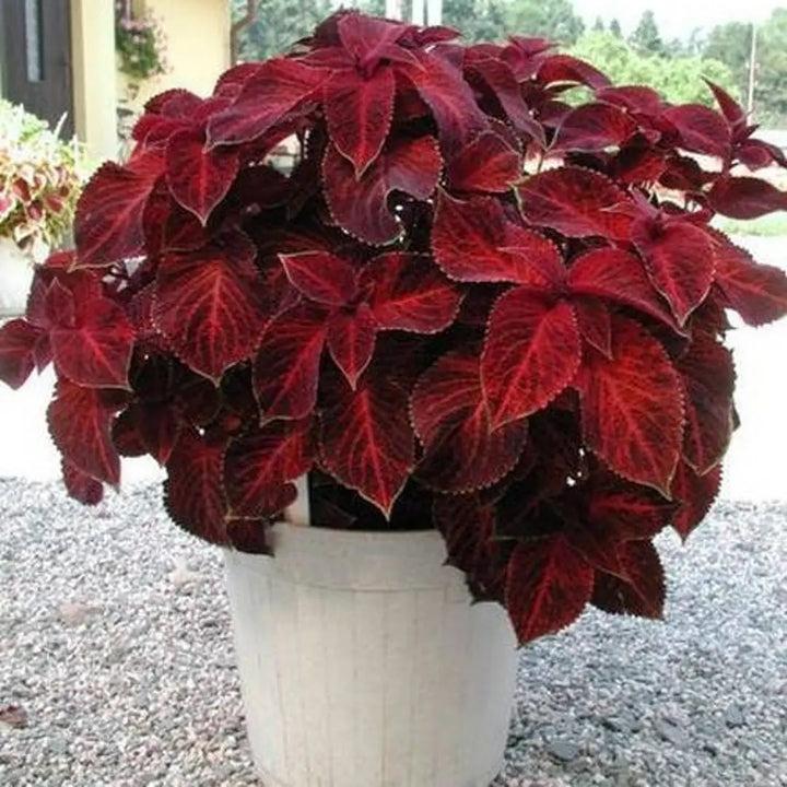 Heirloom Non-GMO Maroon Coleus Plant Seeds for Planting – Colorful Foliage Garden Seeds