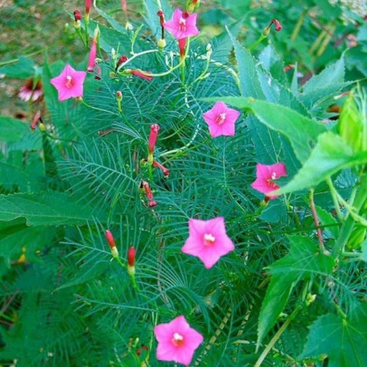 Annual Rose Cypress Vine Flower Seeds for Planting - 100 pcs