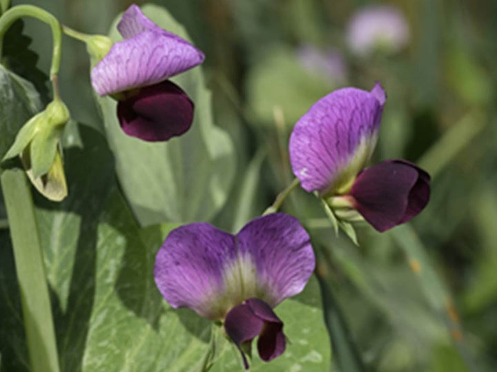 Pisum Sativum Blomsterfrø til udplantning, 100 stk