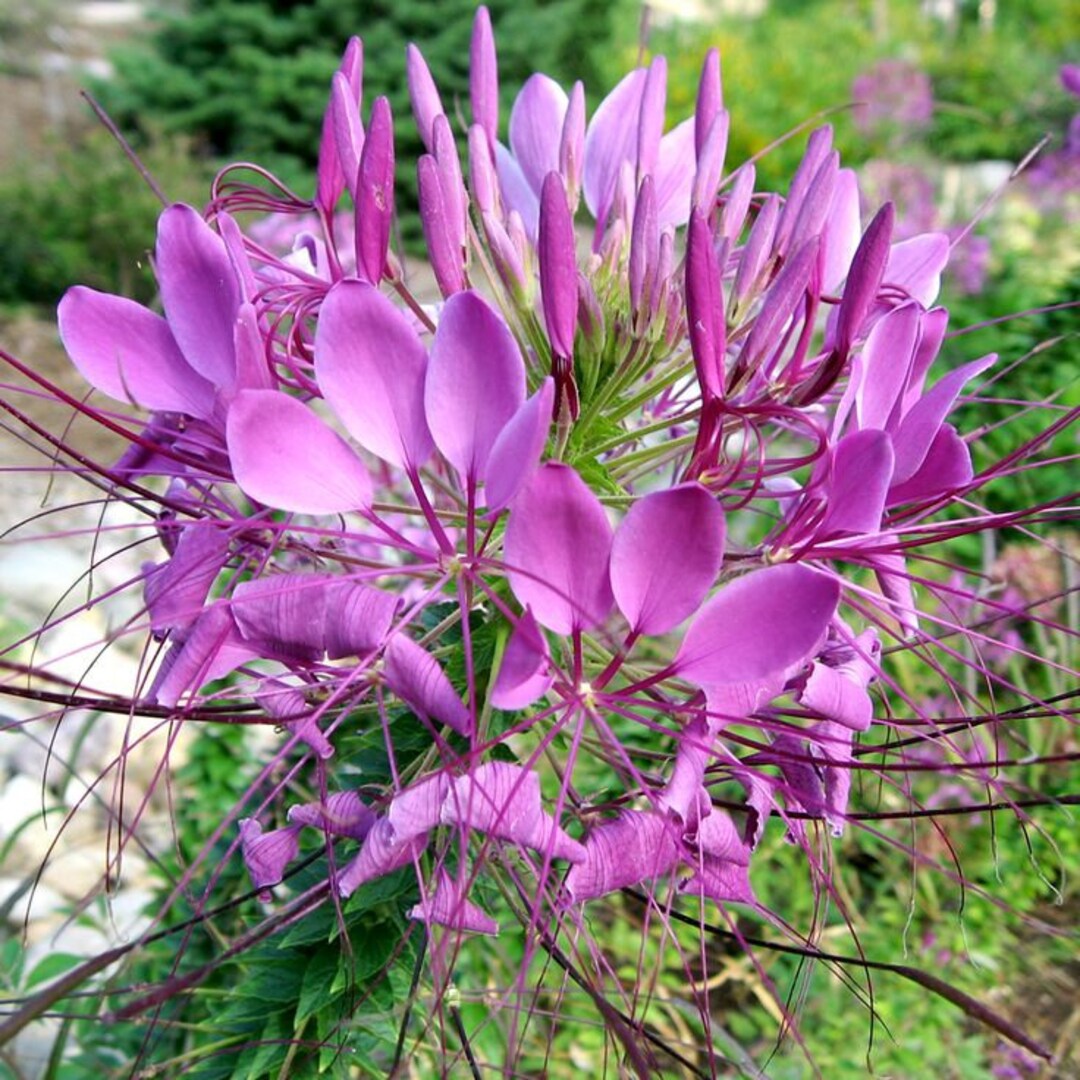 pink hatiora flower seeds